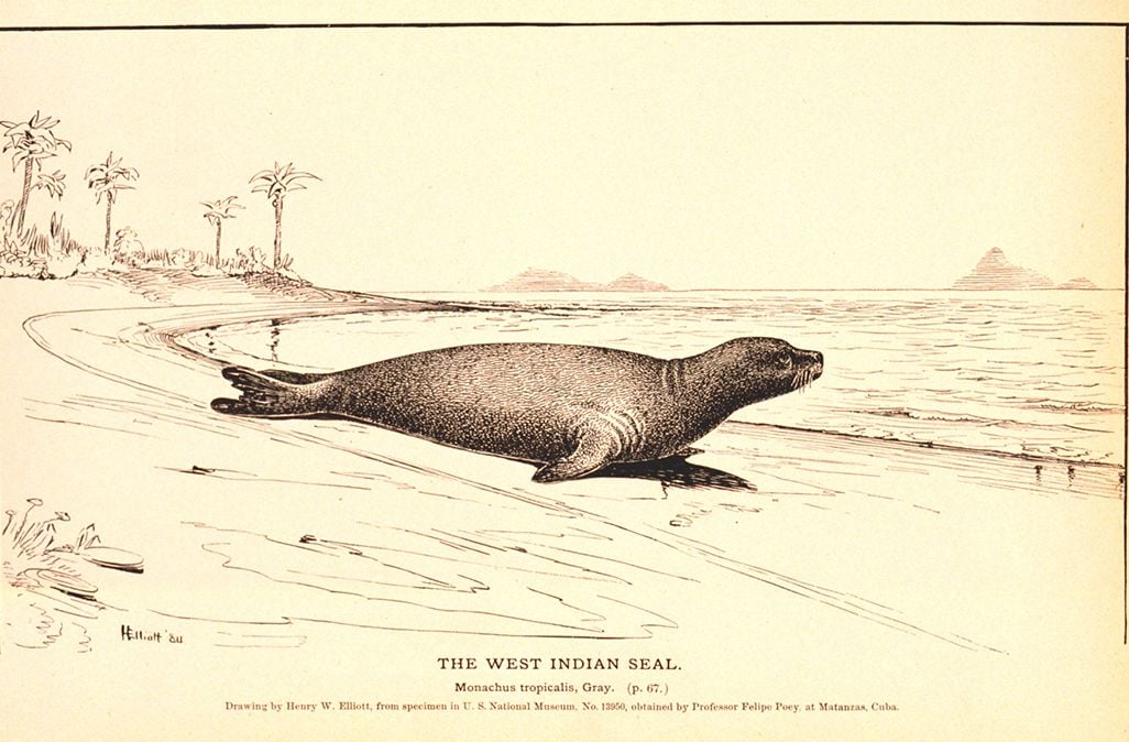 Caribbean monk seal sketch