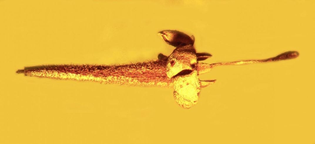 New Species of Prehistoric Flower Discovered Preserved in Amber