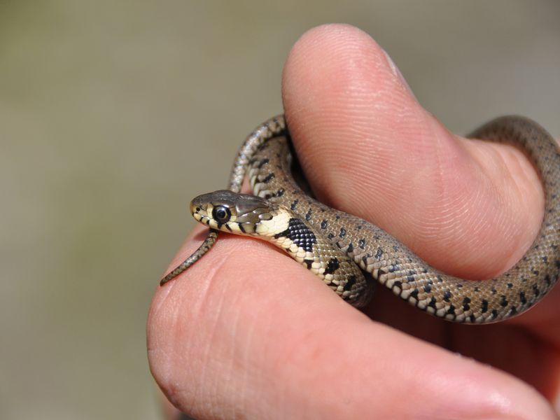 A baby grass snake found along a hiking trail. | Smithsonian Photo