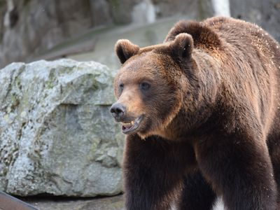 Antibacterial resistance--considered a major health threat--has been discovered on the teeth of wild brown bears in Sweden.