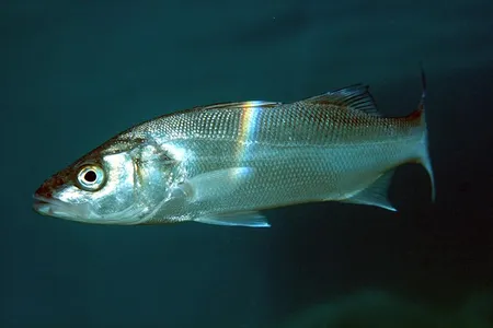 Researchers in France are testing which fish eggs are best suited to being launched to the moon. So far, European seabass are among the leaders.