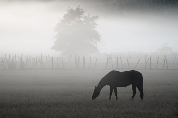 Grazing horse in morning mist thumbnail