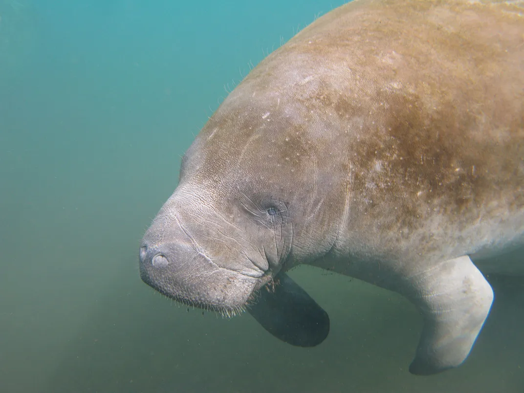 Manatee