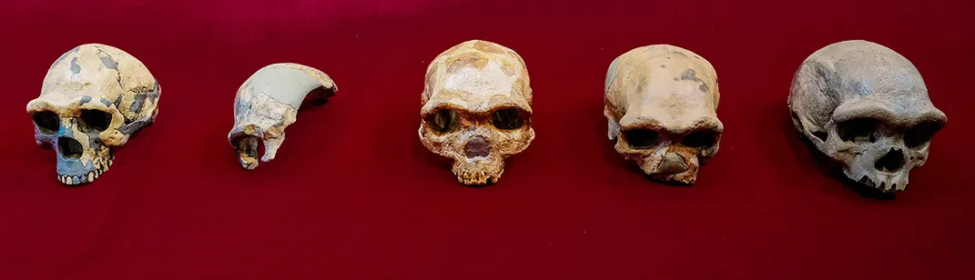 Human Skulls