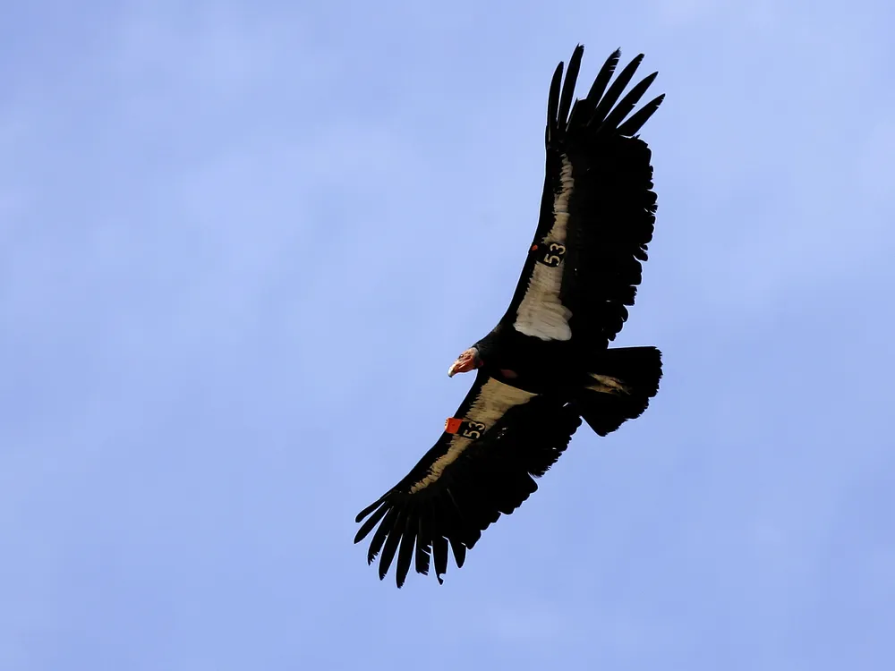 A condor flies against a blue sky