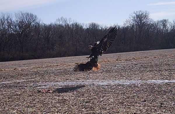 Bald Eagle after its prey, the Hawk. thumbnail