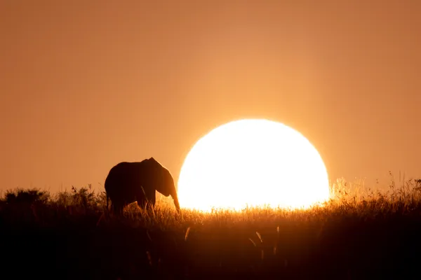 Eminent Elephant Eclipse thumbnail