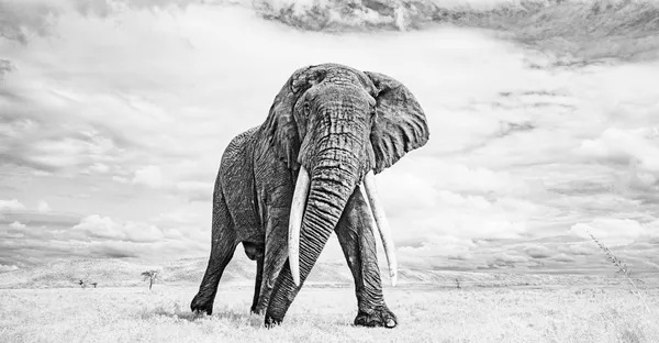 Mara Michael thumbnail