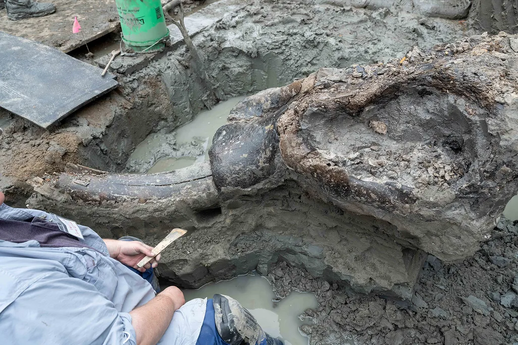 A muddy area with a mastodon skull sticking out of the ground and a person's body nearby