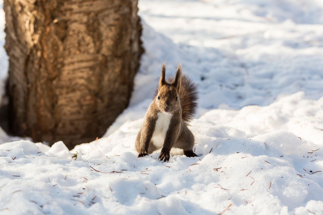 There's a Secret World Under the Snow, and It's in Trouble