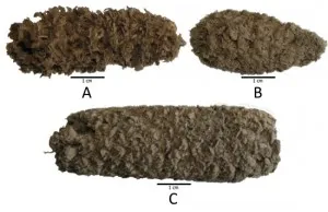 Some of the ancient corn cobs discovered in Peru