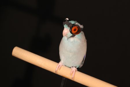 A parrotlet is outfitted with custom 3D-printed safety goggles made by Stanford engineers so the bird could fly through a laser grid. 