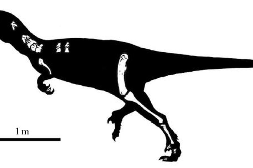 20110520083113austroraptor.jpg