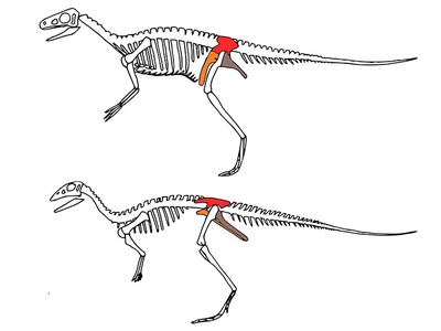 Bird-like versus lizard-like hips define the two major categories of dinosaurs