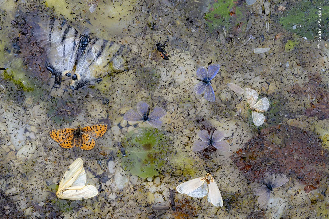 dead insects float in a stream, imaged from above