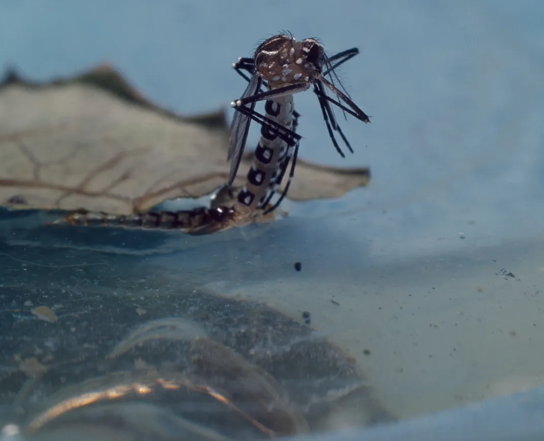 Mosquito Being Born