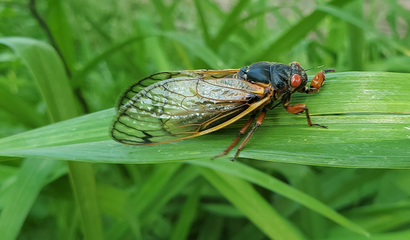 A 17-year Brood X cicada.
