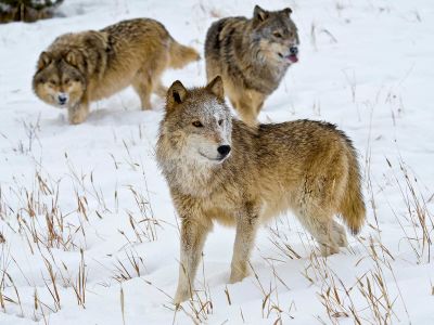 Gray wolves in Montana