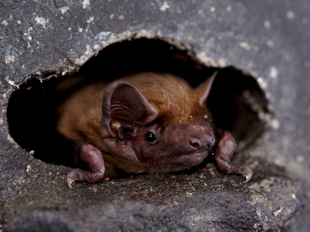 a small brown bat peeks out from a hole