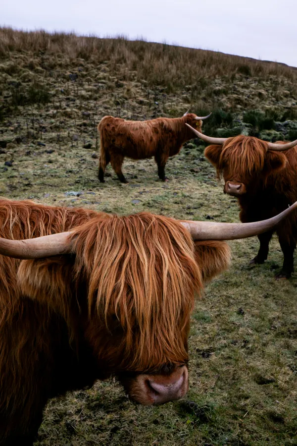 Highland Cattle thumbnail