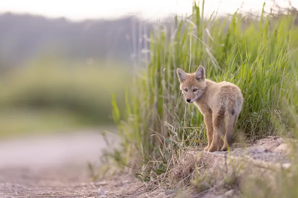 Country Coyote thumbnail