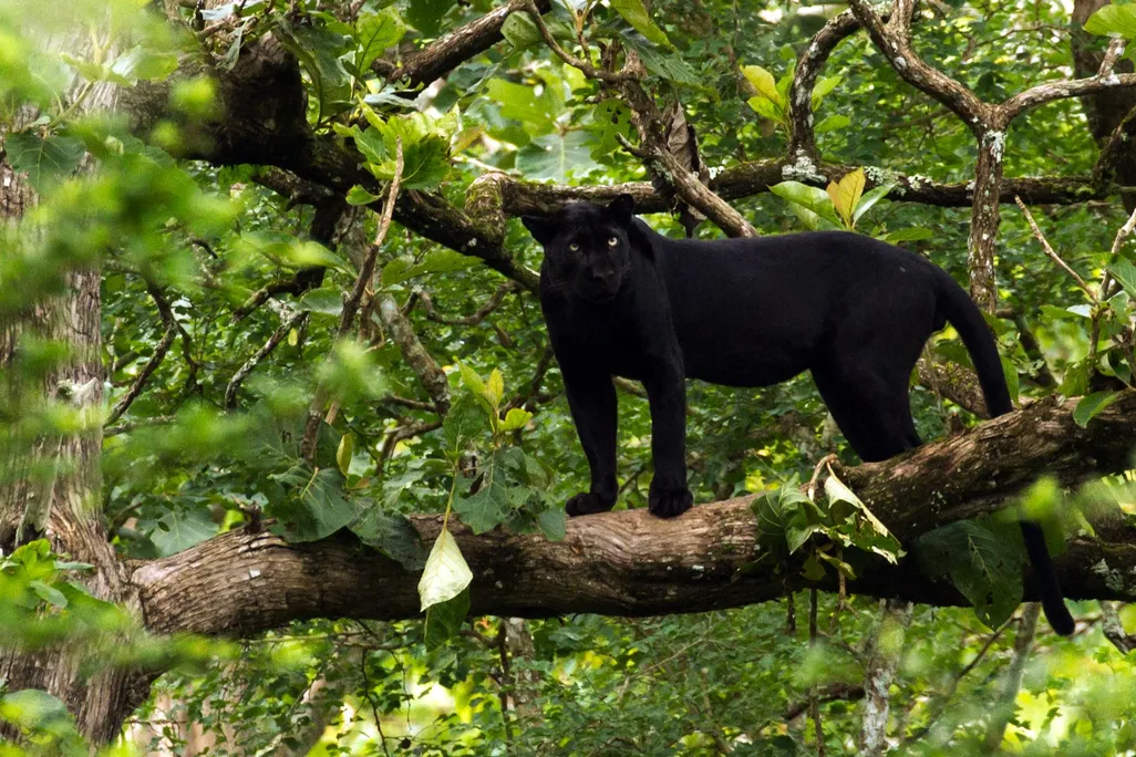 Black Leopard in India