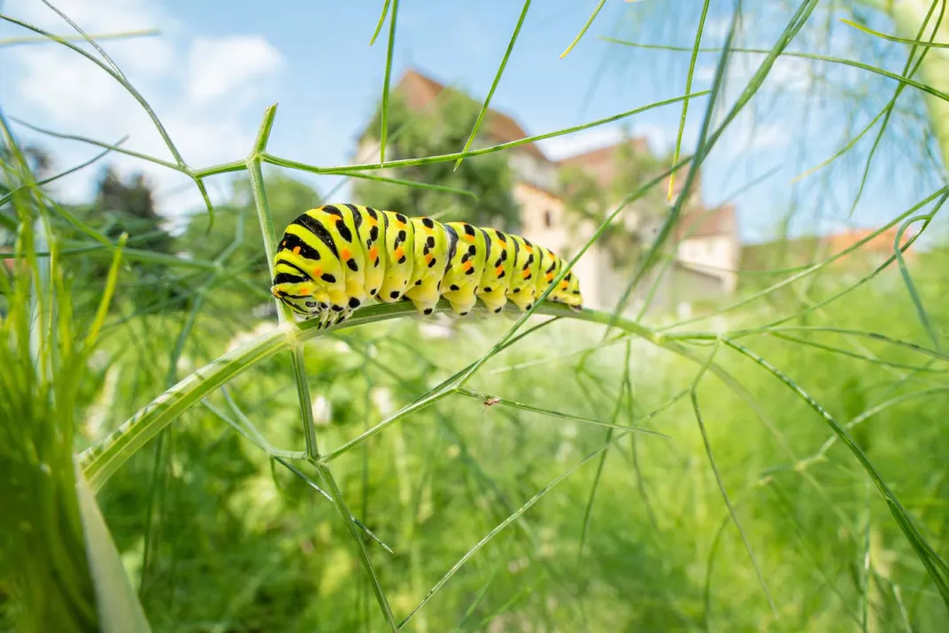 a green and black and orange caterpillar on a bent piece of vegetation
