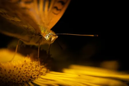 A silver-washed fritillary butterfly rests on a flower as the sun rises, casting a warm glow on both lifeforms.