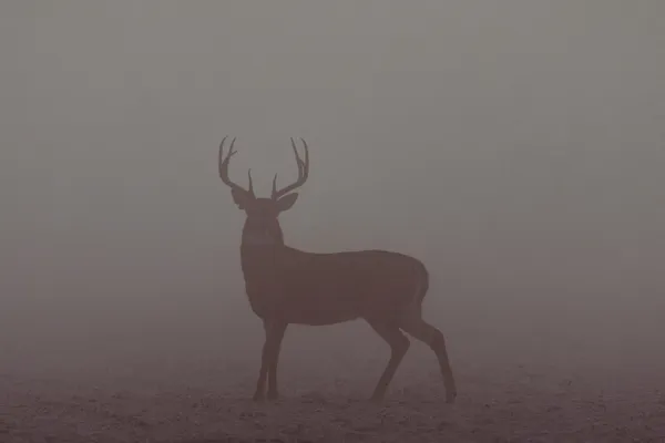 Buck in Fog thumbnail