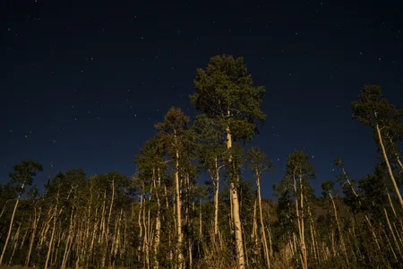 With one vast root system, Pando weighs more than 6,600 tons and contains approximately 47,000 genetically identical stems (or branches).