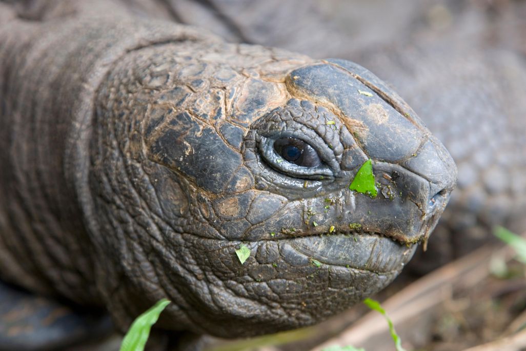 Giant Tortoise