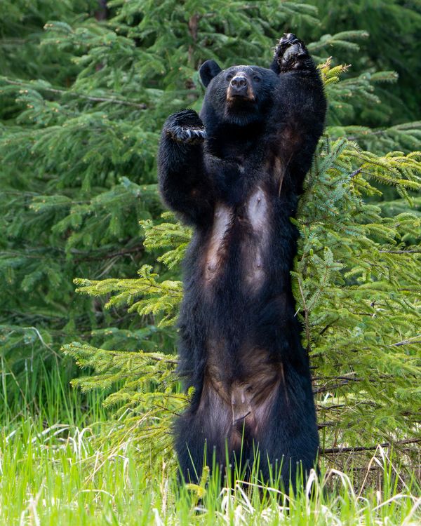 Scratch that Itch thumbnail