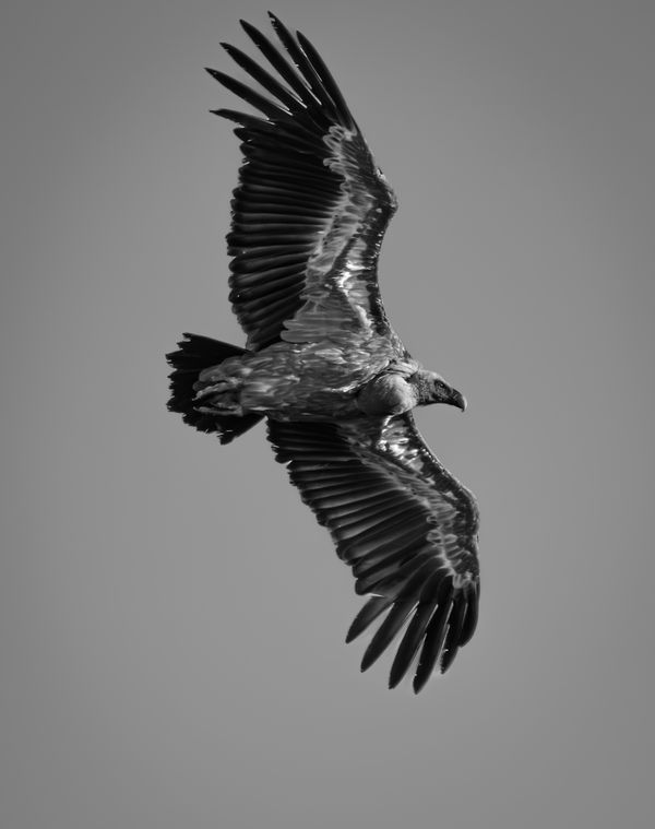 French Sky Ace thumbnail