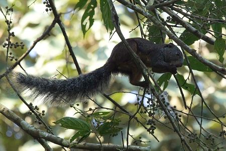 Researchers suggest fire-footed rope squirrels might be a "reservoir species" for mpox, capable of harboring and spreading the virus without becoming sick. Here, one is photographed in Kibale National Park, Uganda.