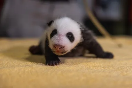 It's a boy! DNA taken from a cheek swab of the 3.6-pound giant panda cub confirms the animal's sex.