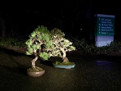 The trees 'mysteriously' showed up at the end of the museum's driveway on Tuesday night.
