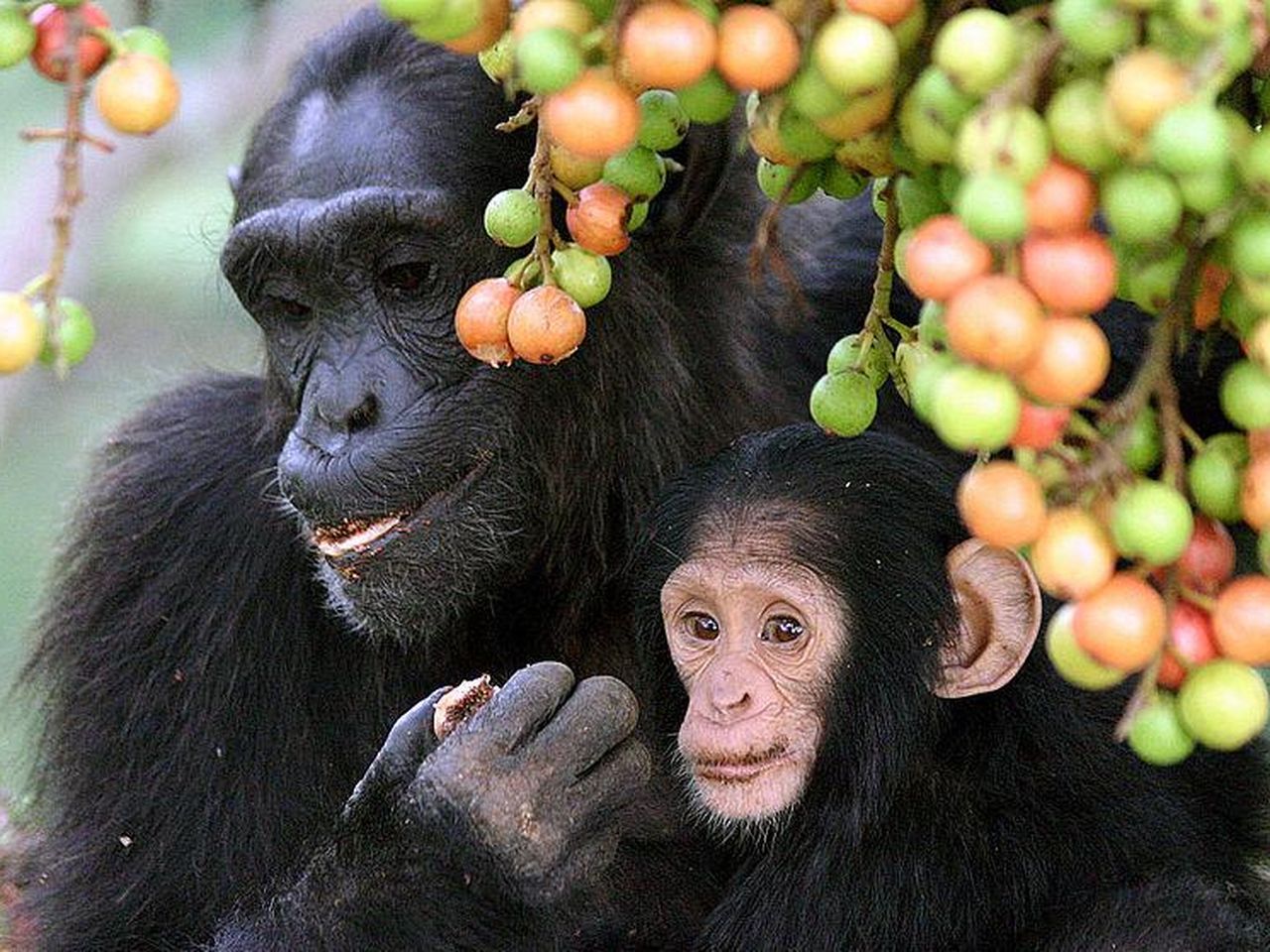 Baby Chimpanzees Learn All By