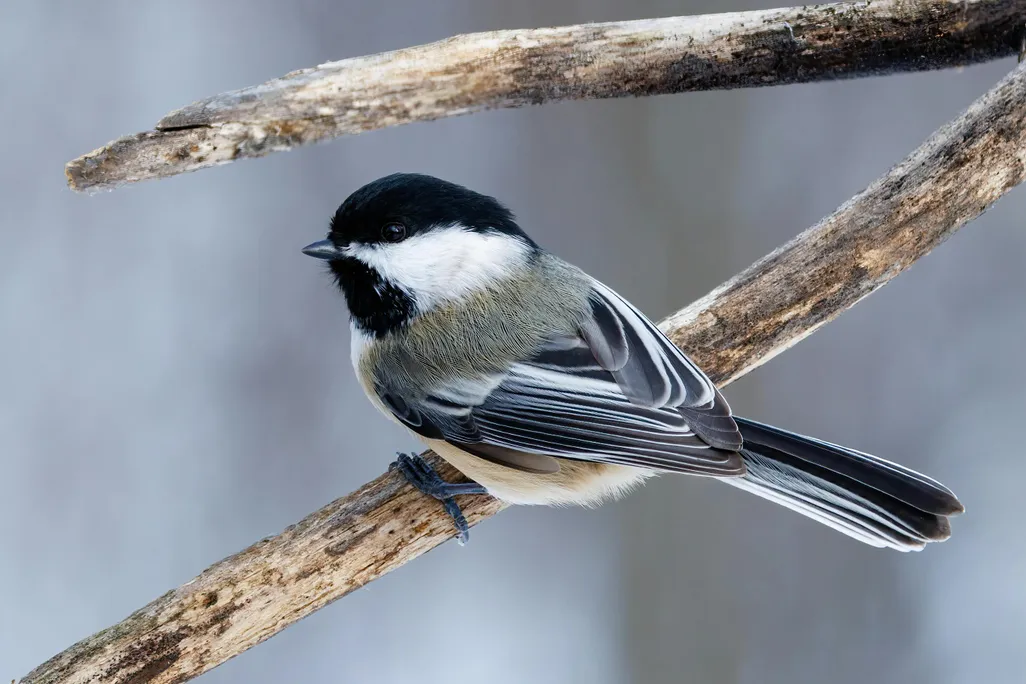 Black and white bird on a branch