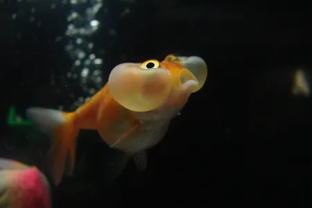 This bubble eye goldfish may or may not be drunk.