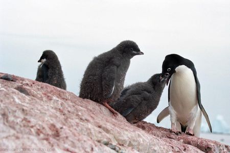 Though the mummified penguins died years ago due to "extreme climatic anomalies," modern day penguins are still at risk of the same fate in today's changing climate.