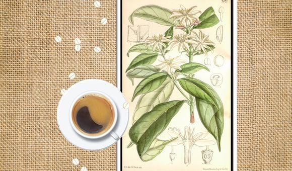 An 1896 illustration of Coffea stenophylla