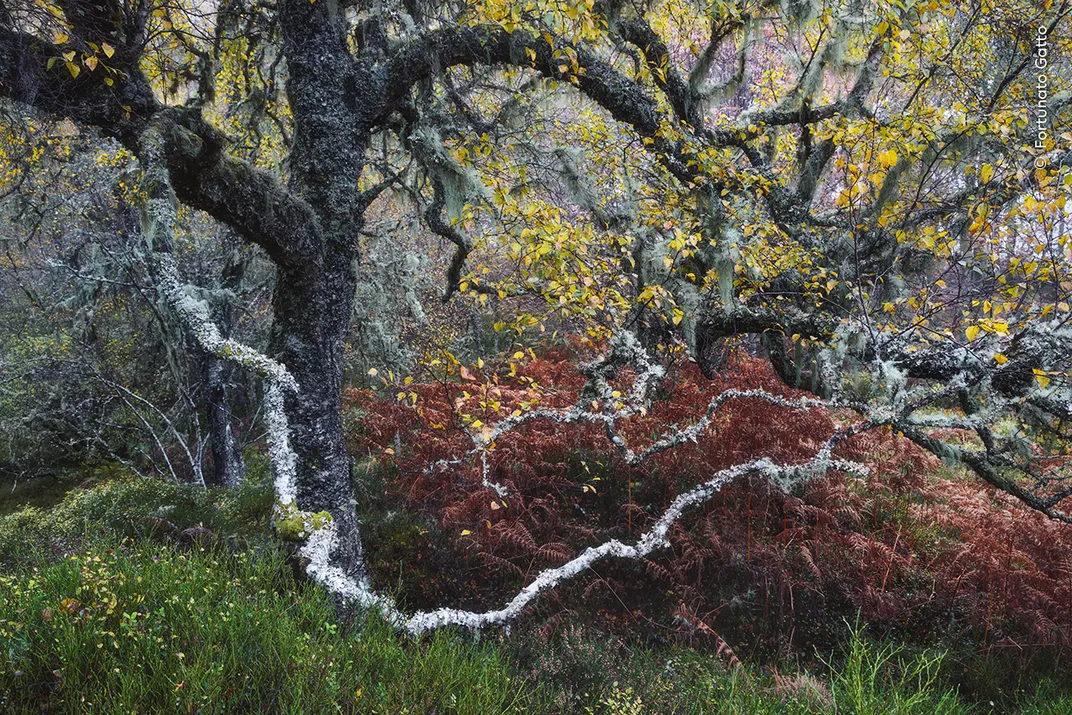 a large gnarled tree in a forest is made colorful by white lichen, red branches and greenery below, and yellow leaves