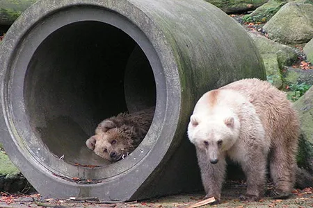 Polar bear-brown bear hybrids like this pair at Germany’s Osnabrück Zoo are becoming more common as melting sea ice forces the two species to cross paths.