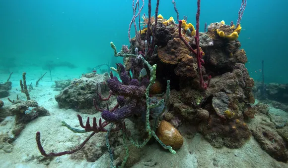 Baby biodiversity in the ocean
