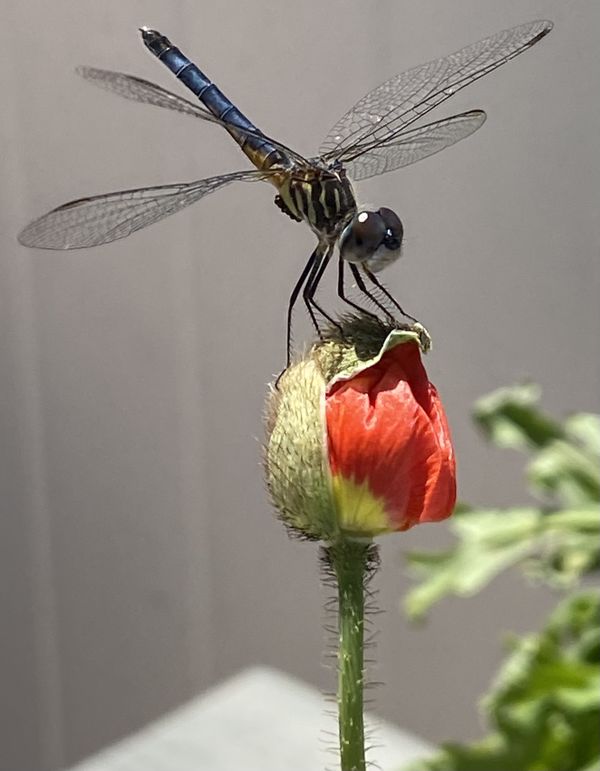 Dragonfly snooping around our garden thumbnail