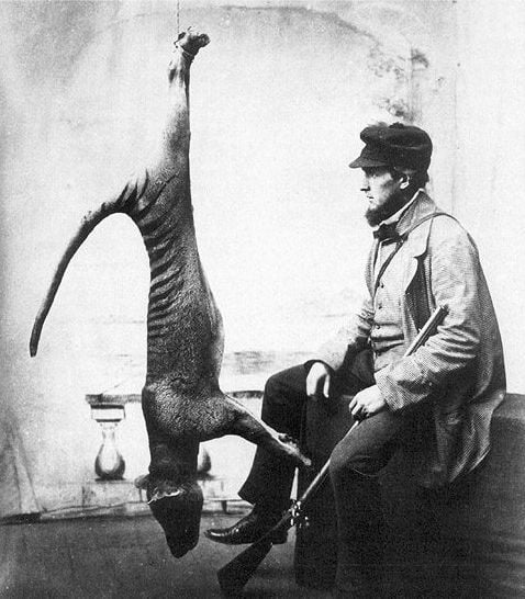 Remembering the Tasmanian Tiger, 80 Years After It Became Extinct