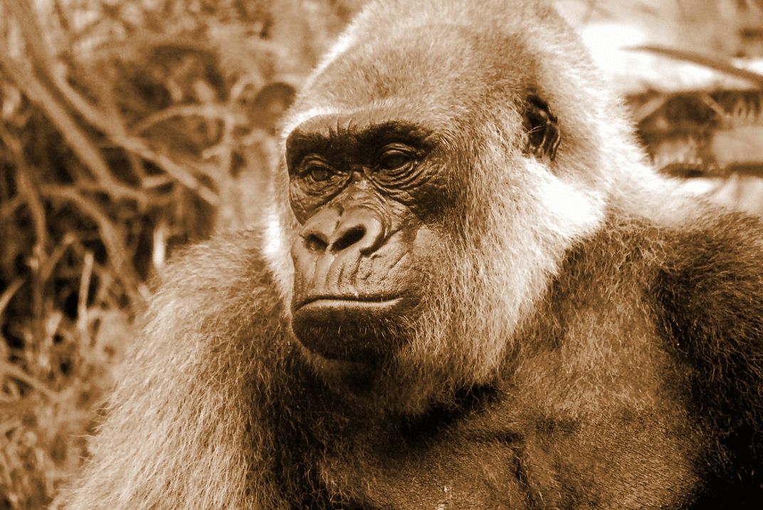 silverback ape