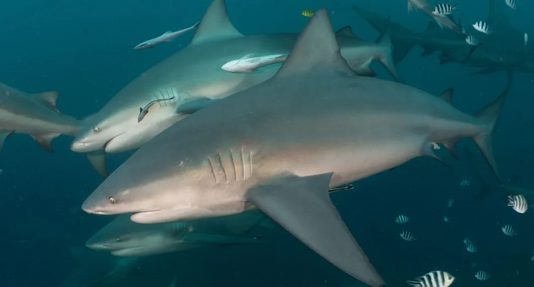 Sharks swimming next to each other