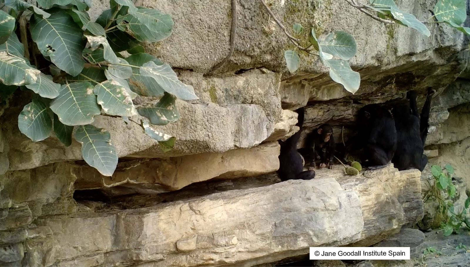 Cameras Capture Adult Chimpanzees Passing Tools—and Know-How—to Their Young, Teaching Important Skills to the Next Generation