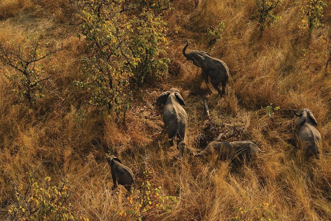 Elephants at Congo’s Garamba